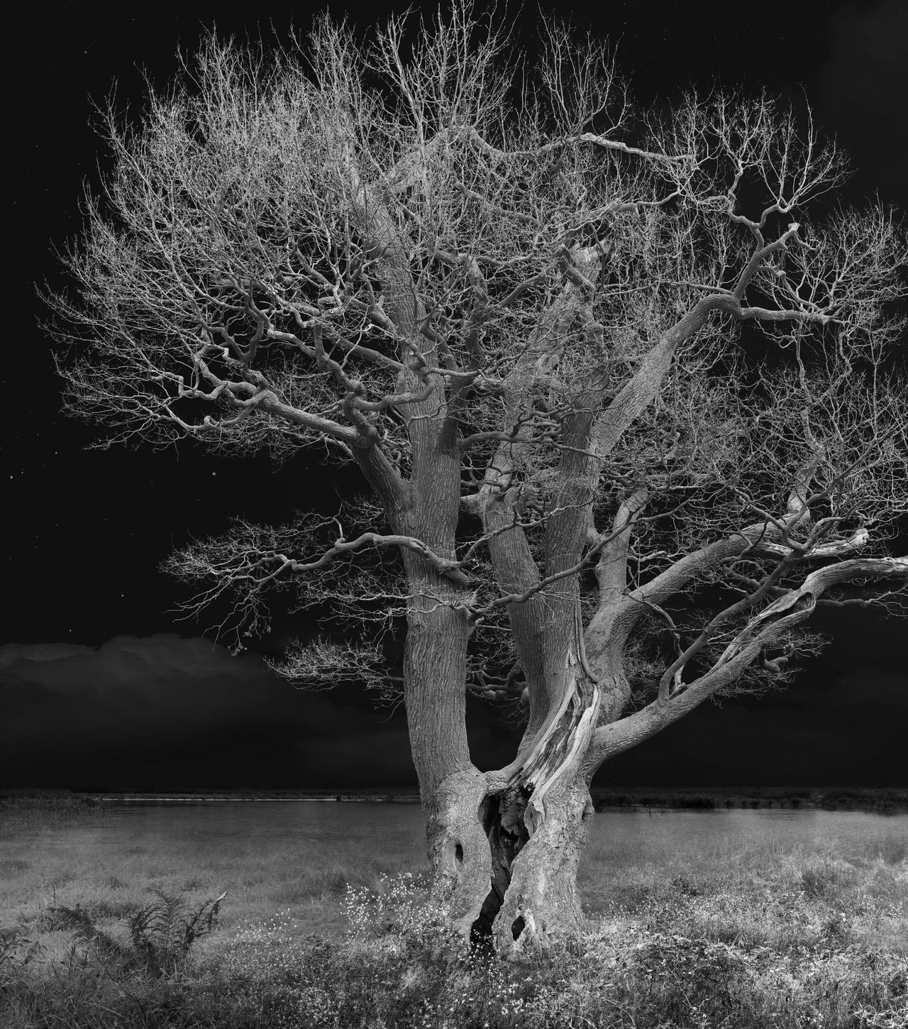Fotografie van Geert Mul. Een boom in zwart wit.