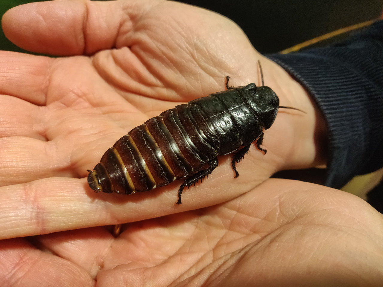 Sissende kakkerlak