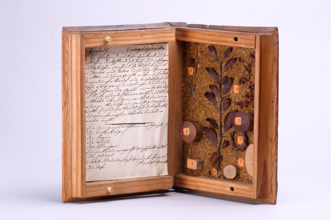 Het houten doosje ziet eruit als een boek, maar bevat de beschrijving en onderdelen van een specifieke boomsoort.