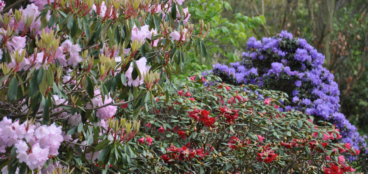 Een oase van Rododendrons