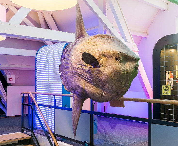 De maanvis uit Natuurmuseum Fryslan