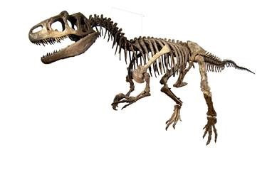 Allosaurus fragilis Marsh 1877 Jura periode